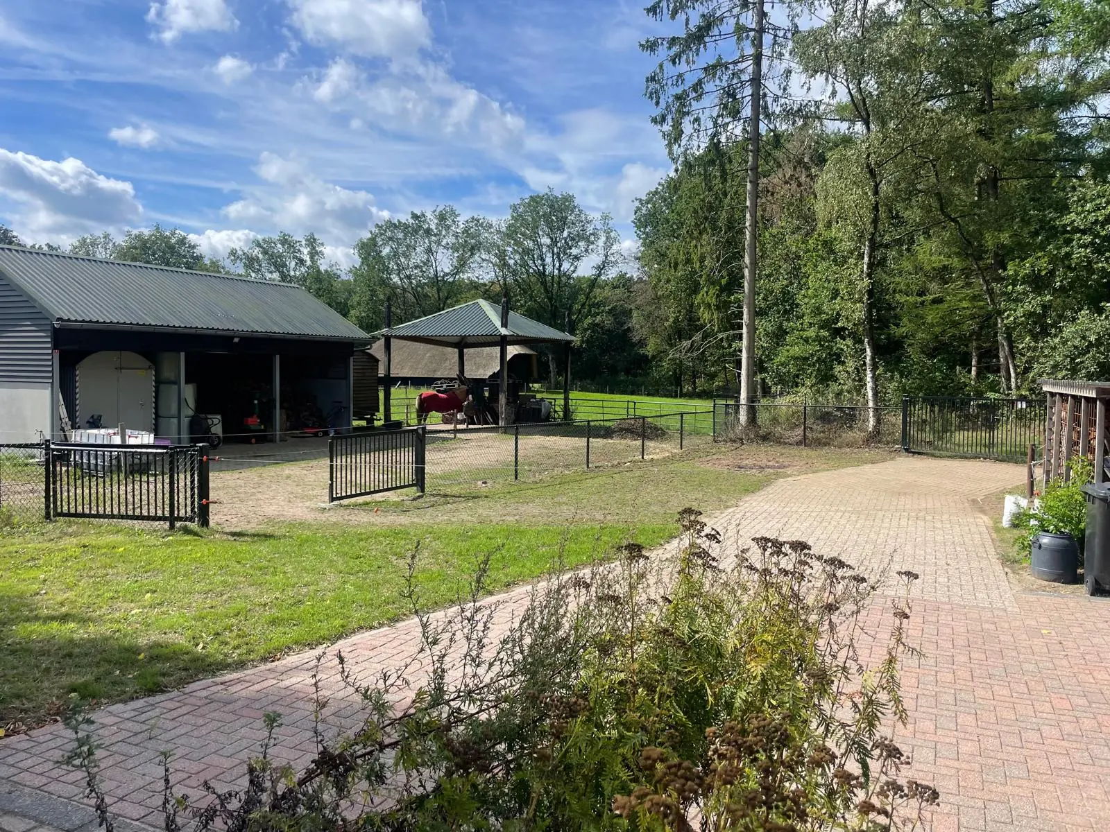 Paard op het terrein