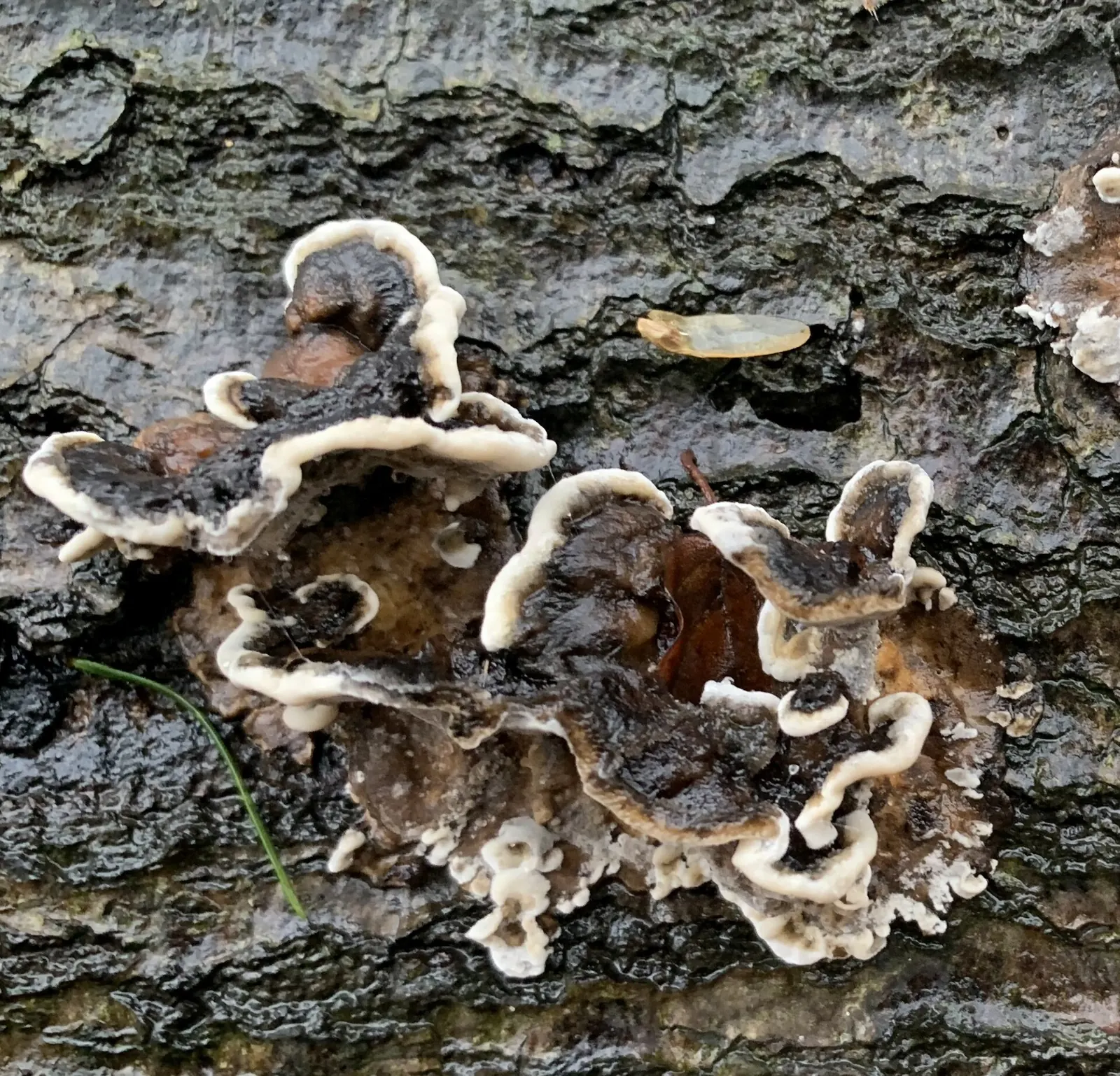 Oud bos bij Putten